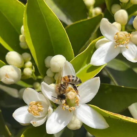 فندق S'arenada - Adults Only